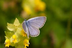 Attēlu rezultāti vaicājumam “Maculinea alcon underside”