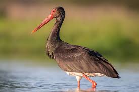 Attēlu rezultāti vaicājumam “Ciconia nigra adult”