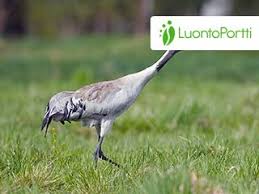 Attēlu rezultāti vaicājumam “Grus grus nest”