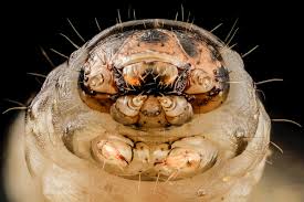 Attēlu rezultāti vaicājumam “Agrotis ripae larva”