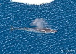 Image result for Balaenoptera bonaerensis