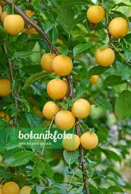 Attēlu rezultāti vaicājumam “Prunus cerasifera fruit”