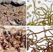 Attēlu rezultāti vaicājumam “Collaria arcyrionema stalked”