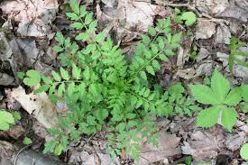 Attēlu rezultāti vaicājumam “Cardamine impatiens”