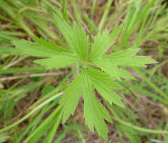 Attēlu rezultāti vaicājumam “Ranunculus brunnescens”