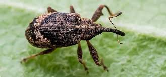 Attēlu rezultāti vaicājumam “Anthonomus pomorum”