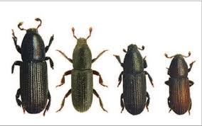 Attēlu rezultāti vaicājumam “Hylastes sp.”