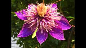 Attēlu rezultāti vaicājumam “Clematis flower”