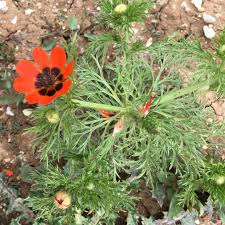 Image result for Adonis aestivalis