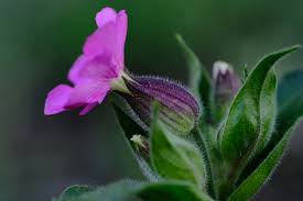 Attēlu rezultāti vaicājumam “Silene dioica leaf”