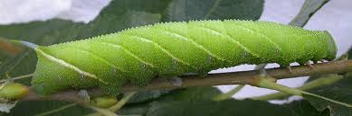 Attēlu rezultāti vaicājumam “Smerinthus ocellata”