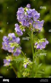 Attēlu rezultāti vaicājumam “Polemoniaceae”