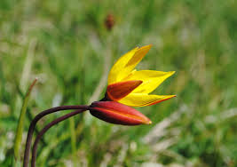 Attēlu rezultāti vaicājumam “Tulipa sylvestris”