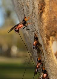 Attēlu rezultāti vaicājumam “Hymenoptera”