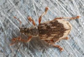 Attēlu rezultāti vaicājumam “Polydrusus tereticollis”