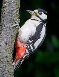 Attēlu rezultāti vaicājumam “Dendrocopos major male”