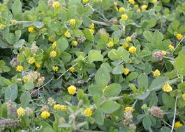 Attēlu rezultāti vaicājumam “Medicago lupulina”