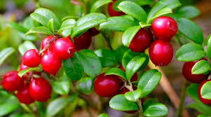 Attēlu rezultāti vaicājumam “Oxycoccus fruit”