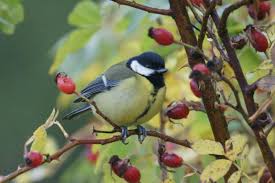 Attēlu rezultāti vaicājumam “Parus major female”