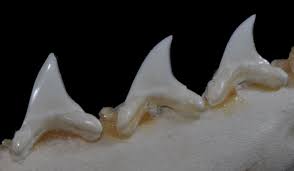 Image result for Alopias superciliosus