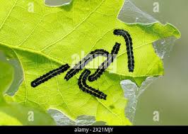 Attēlu rezultāti vaicājumam “Orthosia miniosa imago”