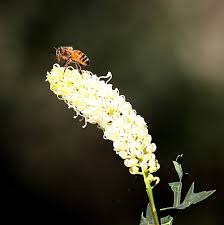 Attēlu rezultāti vaicājumam “Diphyus latebricola”