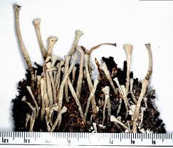 Attēlu rezultāti vaicājumam “Cladonia deformis”