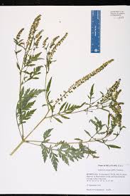 Attēlu rezultāti vaicājumam “Ambrosia artemisiifolia”