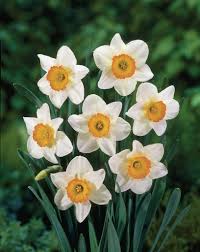 Attēlu rezultāti vaicājumam “Narcissus flower”