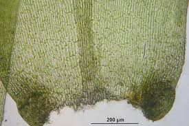 Attēlu rezultāti vaicājumam “Isothecium alopecuroides”