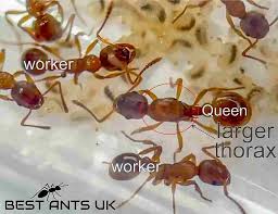 Attēlu rezultāti vaicājumam “Myrmica rubra”