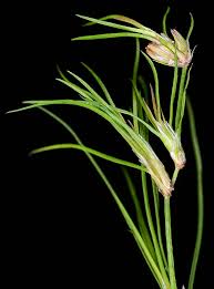 Attēlu rezultāti vaicājumam “Juncus bulbosus”