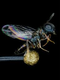 Attēlu rezultāti vaicājumam “Diacrisia sannio male”