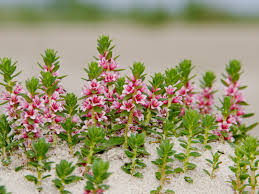 Attēlu rezultāti vaicājumam “Glaux maritima”