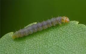 Attēlu rezultāti vaicājumam “Carpatolechia alburnella”