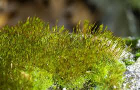 Attēlu rezultāti vaicājumam “Ceratodon purpureus sporophyte”