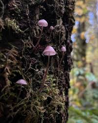 Attēlu rezultāti vaicājumam “Mycena purpureofusca”