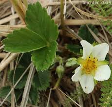 Attēlu rezultāti vaicājumam “Fragaria x ananassa flower”