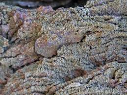 Attēlu rezultāti vaicājumam “Hypocenomyce friesii”