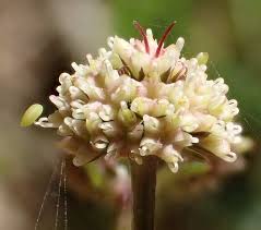 Attēlu rezultāti vaicājumam “Sanicula europaea bud”