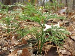 Attēlu rezultāti vaicājumam “Lycopodium dubium”