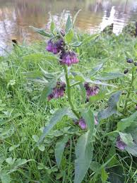 Attēlu rezultāti vaicājumam “Symphytum officinale”