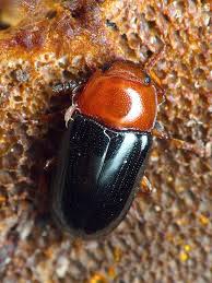 Attēlu rezultāti vaicājumam “Triplax russica”