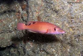 Image result for Labrus mixtus