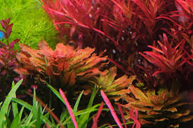 Attēlu rezultāti vaicājumam “Jungermannia sphaerocarpa”