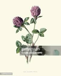 Attēlu rezultāti vaicājumam “Trifolium pratense flower”