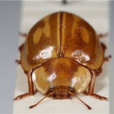 Attēlu rezultāti vaicājumam “Myzia oblongoguttata”