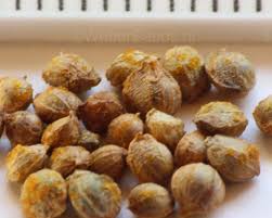 Attēlu rezultāti vaicājumam “Humulus lupulus fruit”