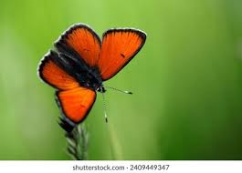 Attēlu rezultāti vaicājumam “Lycaena hippothoe underside”