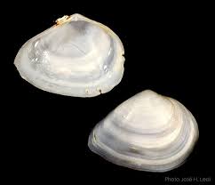 Attēlu rezultāti vaicājumam “Macoma baltica”